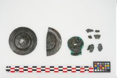 Foto von Bronzephalere (NHMW-PRAE-025642)